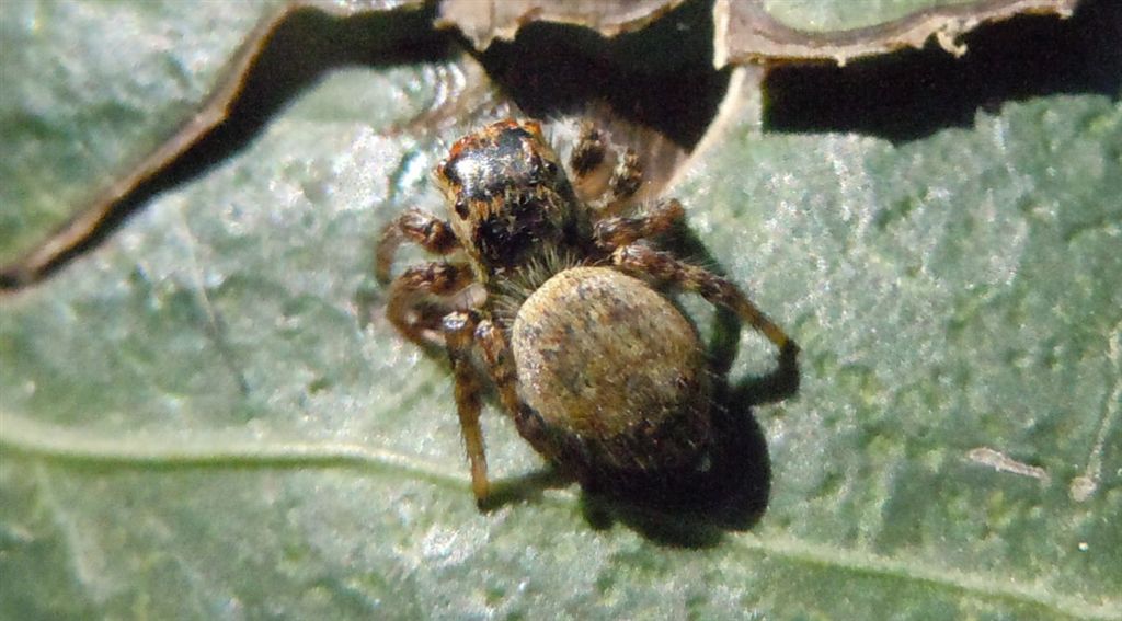 Carrhotus xanthogramma - San Leucio (CE)